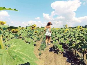 POV Al aire libre. Vaquera montando en un campo de girasoles